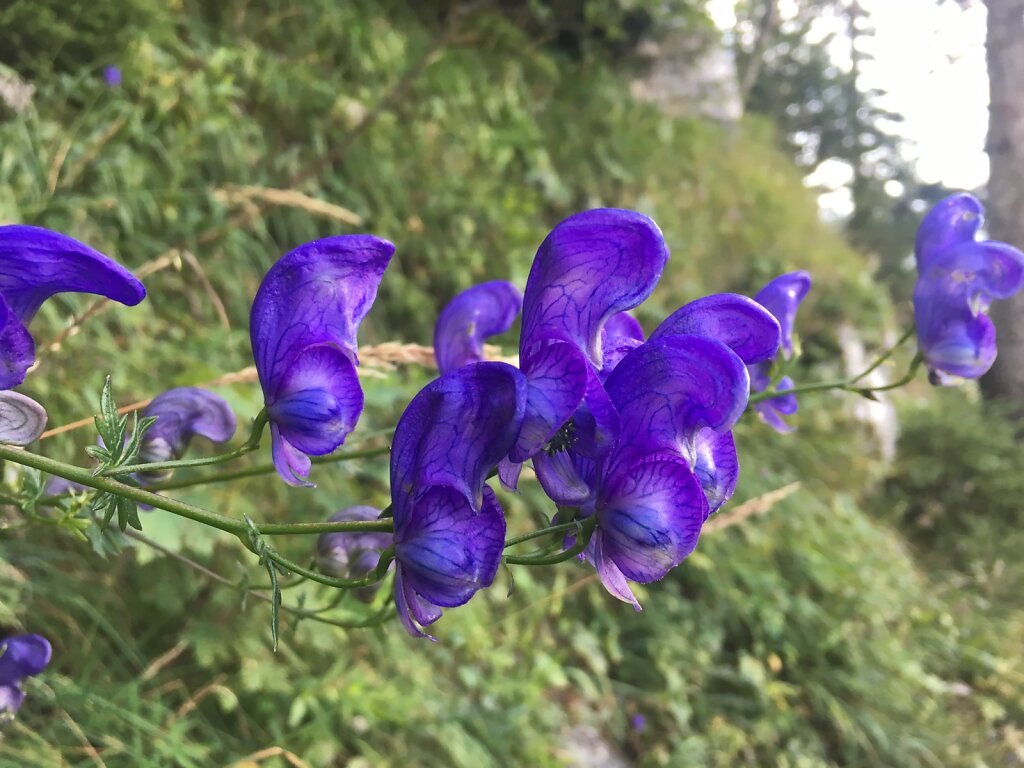 24.08.2017 Schönheit am Wegesrand