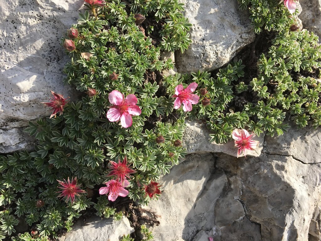 18.08.2018 Schönheit am Klettersteig