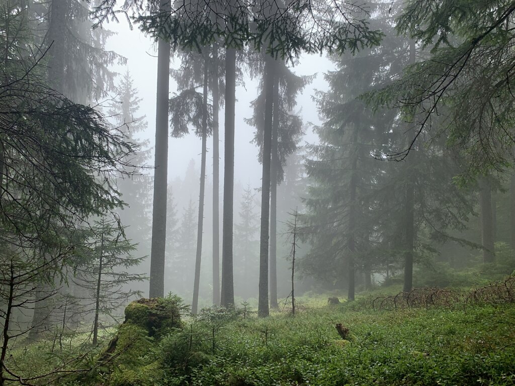 16.08.2021 Nebelstimmung im Tal